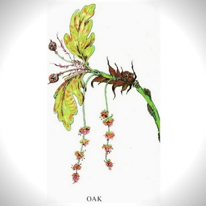 SkyDance Astrology